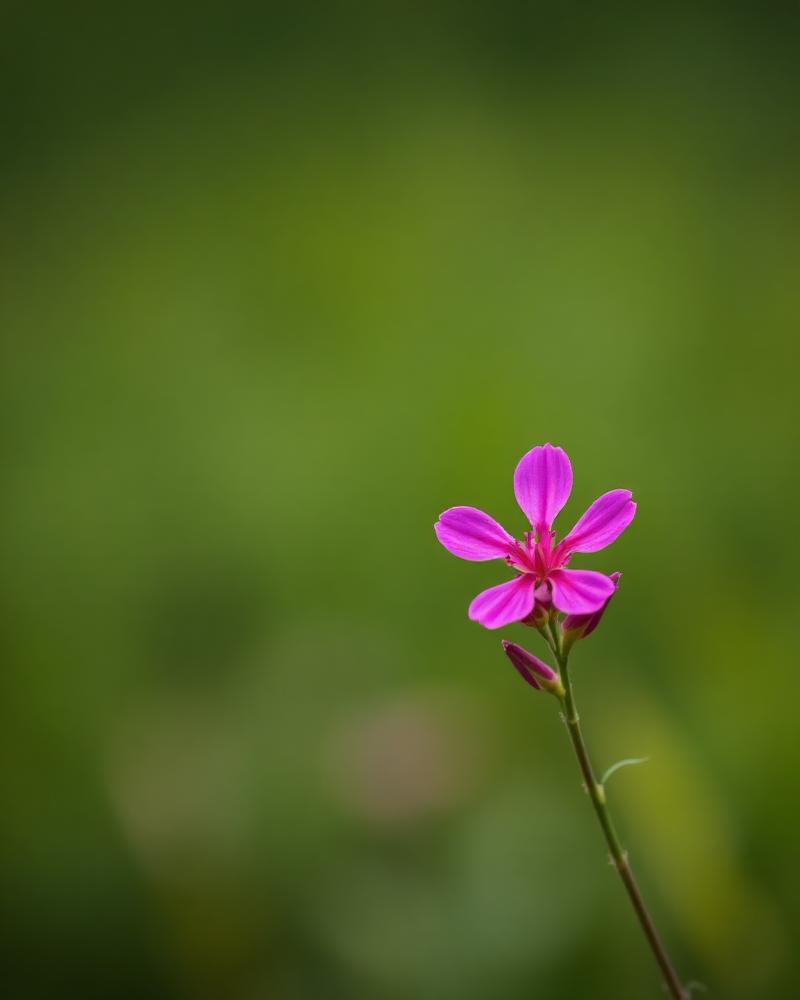 A single bright magenta fireweed bloom against a green Alaskan landscape